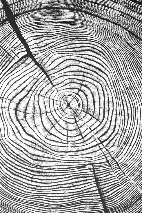 "Ash 81" Tree Print - Black Paper